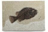 Detailed Fossil Fish (Cockerellites) - Wyoming #382770-1